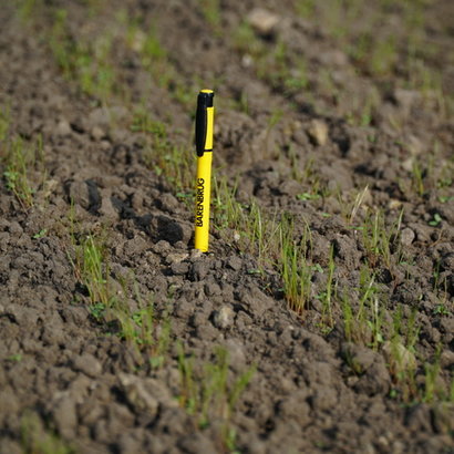 BG13 7 dni po siewie 2 (1) (1).jpg